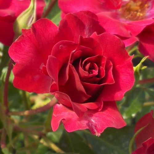 Rosa  Rotilia® - czerwony  - Róże pienne - z kwiatami pojedynczymi - korona krzaczasta